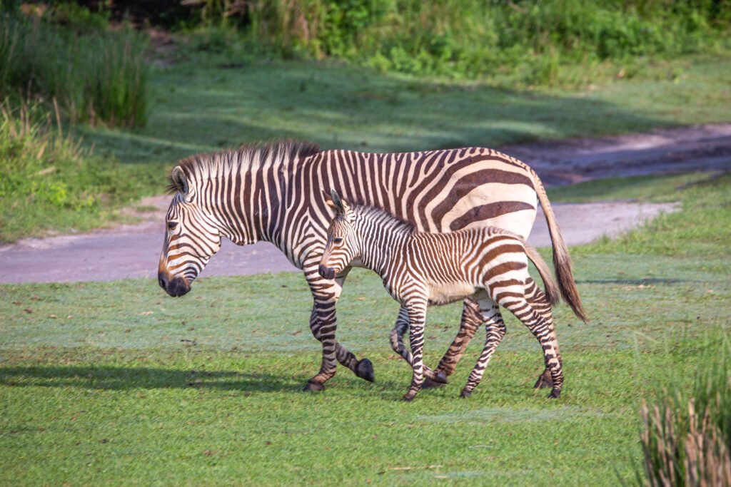 Baby Animals Born at Walt Disney World in 2023 2 Cricket and Mom Juno