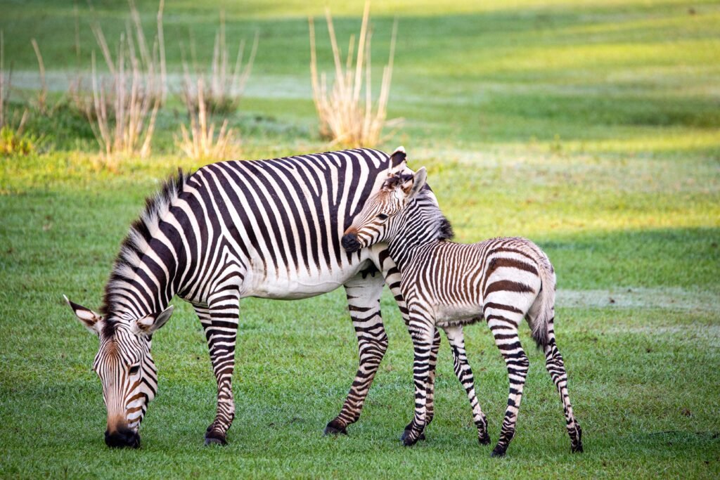 Baby Animals Baby Animals