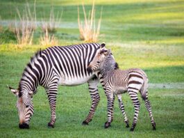 Baby Animals