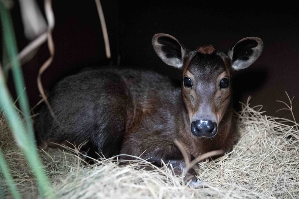 Baby Animals Born at Walt Disney World in 2023 4 Newborn Penny Yellow Backed Duiker