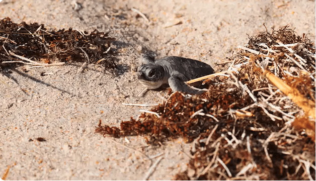 Did You Know Disney's Oak Trail Golf Course Contains a Monarch Butterfly Habitat? 3 Vero Beach Sea Turtle 1