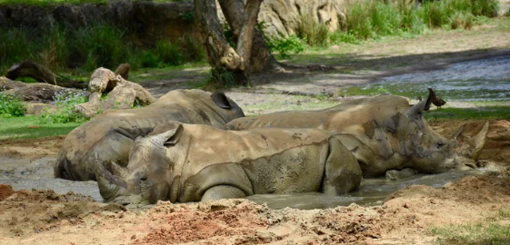 Exciting New Animal Enrichment Activities Arrive at Walt Disney World 5 rhino