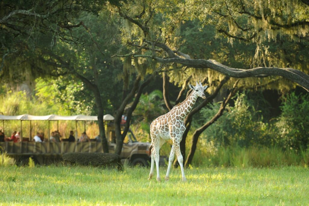 Unleash Your Wild Side: A Guide to Disney's Animal Kingdom 2 safari