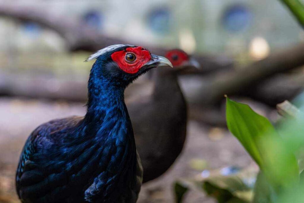 Beyond the Roller Coasters: Spot Endangered Animals at Disney's Animal Kingdom 8 birds