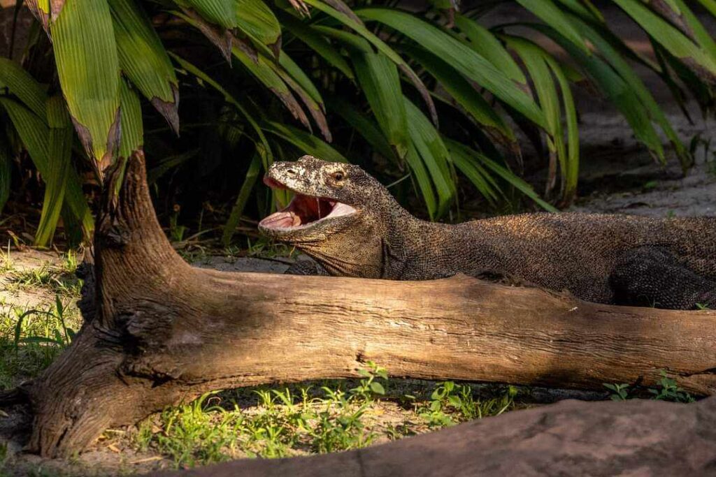 Beyond the Roller Coasters: Spot Endangered Animals at Disney's Animal Kingdom 4 dragon