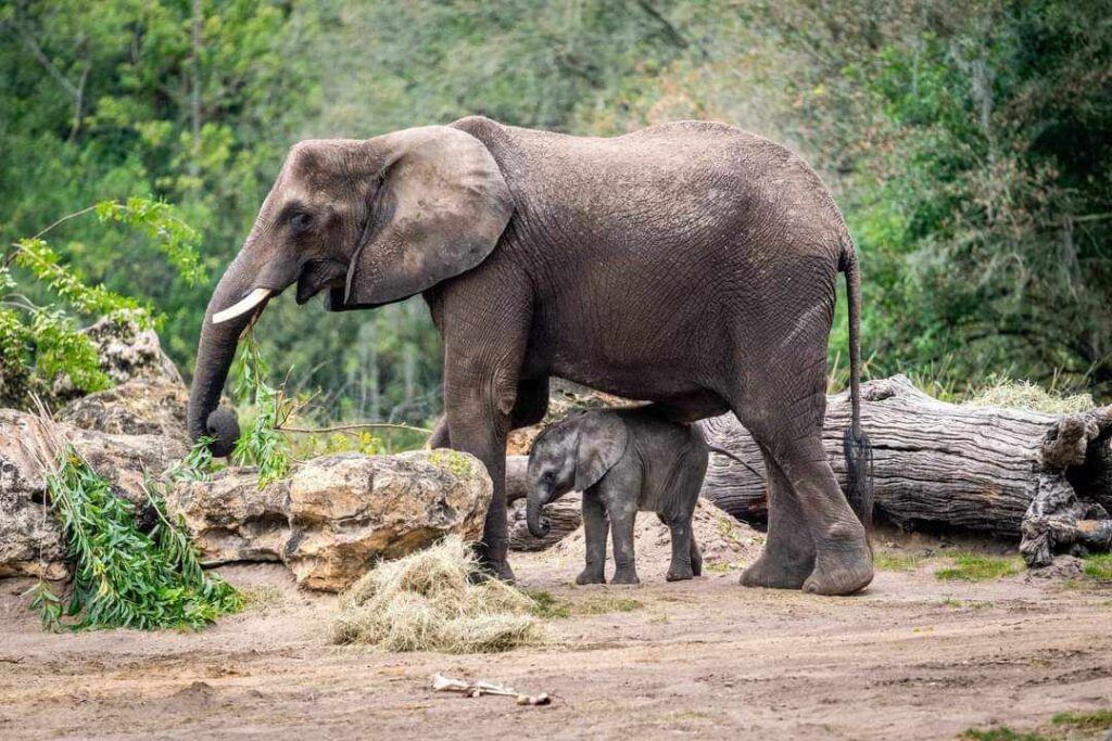 Beyond the Roller Coasters: Spot Endangered Animals at Disney's Animal Kingdom 2 elephant