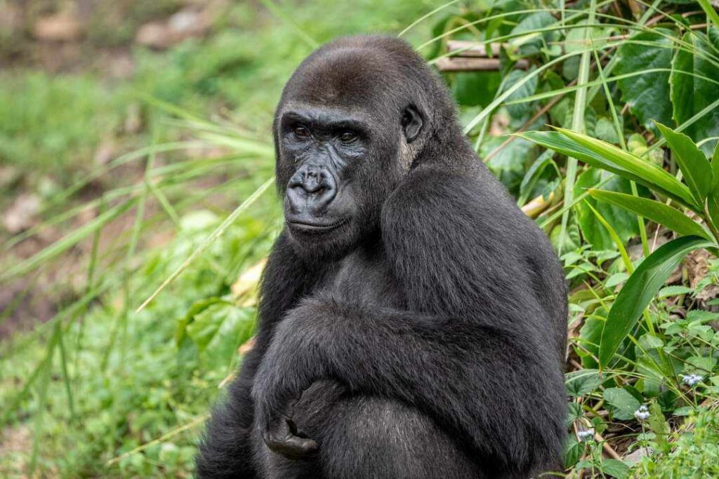 Beyond the Roller Coasters: Spot Endangered Animals at Disney's Animal Kingdom 3 gorilla