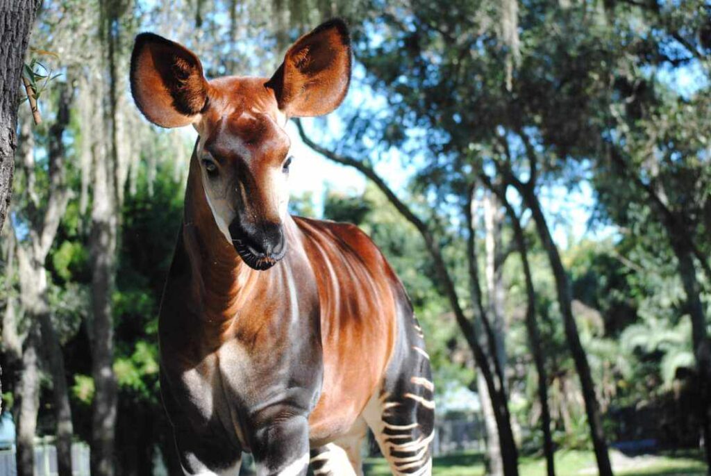 Beyond the Roller Coasters: Spot Endangered Animals at Disney's Animal Kingdom 5 okapi