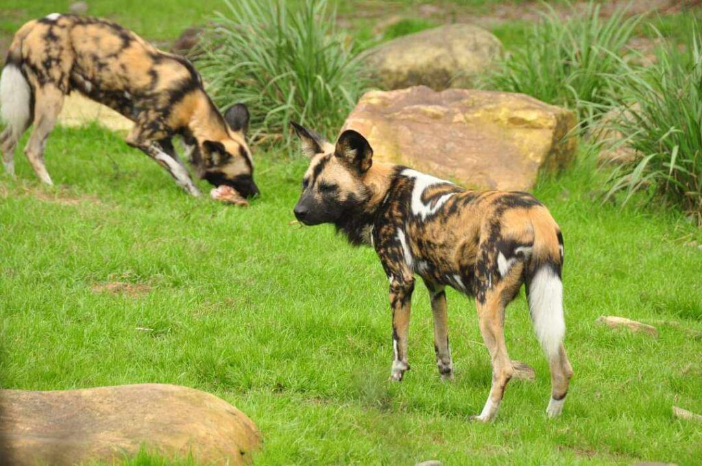 Beyond the Roller Coasters: Spot Endangered Animals at Disney's Animal Kingdom 1 Endangered Animals