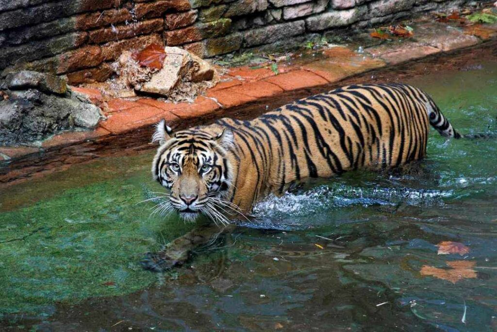 Beyond the Roller Coasters: Spot Endangered Animals at Disney's Animal Kingdom 7 tiger