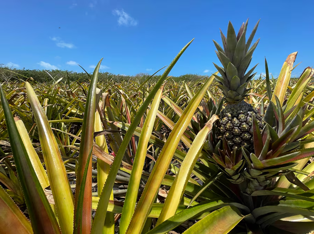 Unveiling the Treasures of Disney's Lookout Cay 2 pineapple