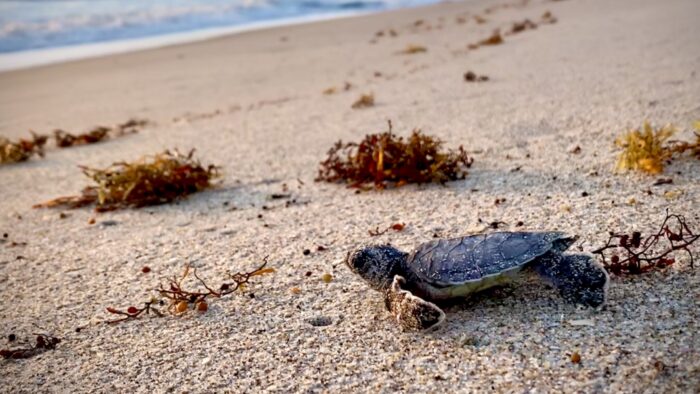 Saving Shells: Unveiling Disney's Vero Beach Resort's Sea Turtle Conservation Efforts! 1 Sea Turtle Conservation