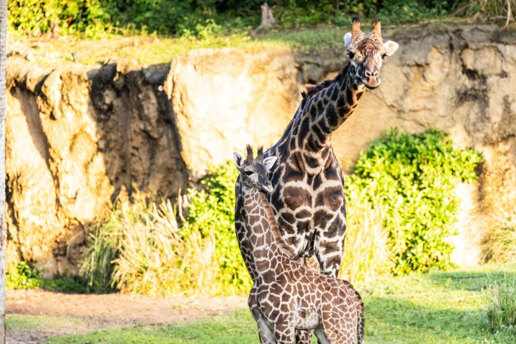 A Tall Welcome! Meet Tucker, Animal Kingdom's Precious Baby Giraffe 2 A Tall Welcome! Meet Tucker, Animal Kingdom's Precious Baby Giraffe 1