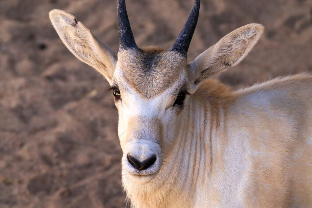 Celebrate Mother’s Day with Baby Animals at Animal Kingdom 4 Animal Kingdom