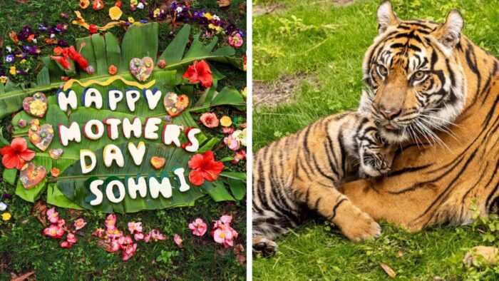 Celebrate Mother’s Day with Baby Animals at Animal Kingdom 2 Animal Kingdom