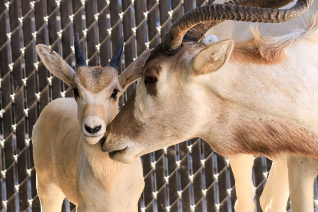 Celebrate Mother’s Day with Baby Animals at Animal Kingdom 5 Animal Kingdom
