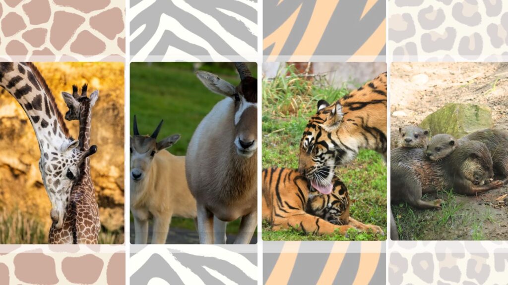 Celebrate Mother’s Day with Baby Animals at Animal Kingdom 6 Animal Kingdom
