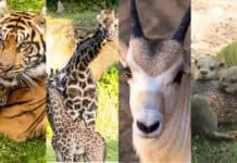 Animal Kingdom