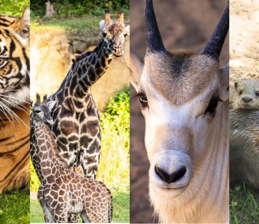 Animal Kingdom