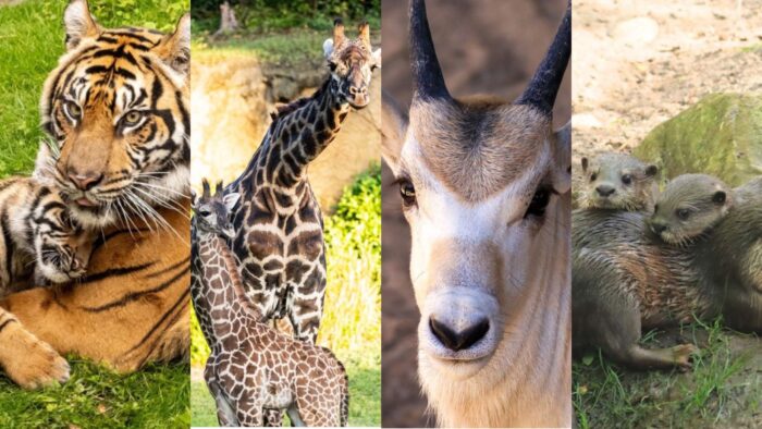 Celebrate Mother’s Day with Baby Animals at Animal Kingdom 1 Animal Kingdom
