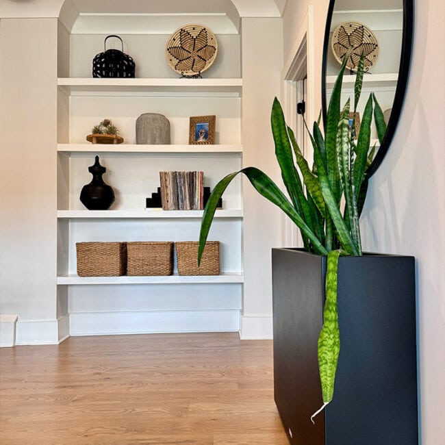 Tall green plant in black planter near a large mirror in a modern home.