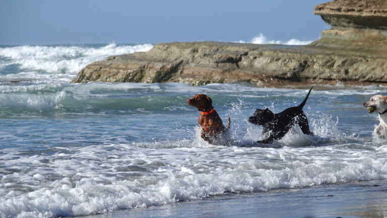 Off-leash beaches for chasing waves