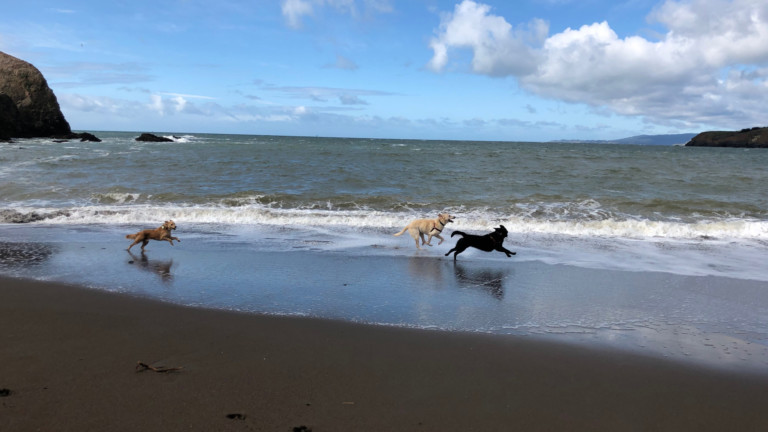 Make a splash in marin