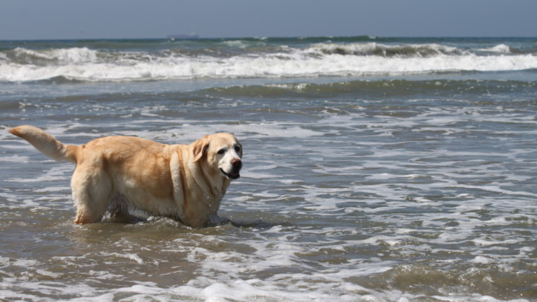 Take a walk on the wave side