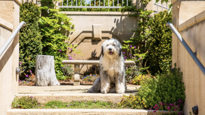 A vibrant dog park bathed in sunlight features abundant greenery with mature trees, offering ample shade for leisurely outdoor activities. In the distance is a well-equipped playground that presents an additional activity area. An inviting picnic table spreads out nearby, ideal for enjoying meals al fresco or taking relaxing breaks from play. A neatly-placed trash bin aids in maintaining the park's cleanliness for everyone's enjoyment. Dominating the scene is a generously wide dirt path gracefully curving through the expanse of grass, promising exploratory walks and lively fetch games.