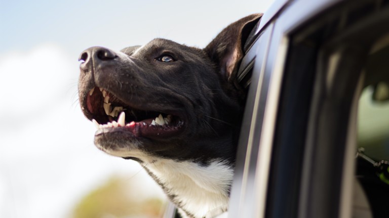 Snouts out the window