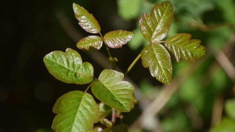 Watch your pups around poison oak