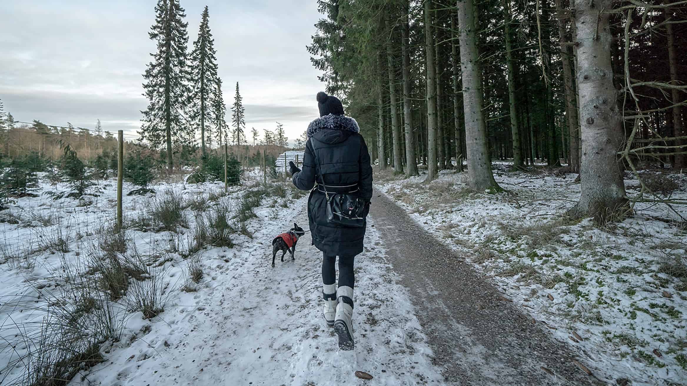 A vibrant dog park bathed in sunlight features abundant greenery with mature trees, offering ample shade for leisurely outdoor activities. In the distance is a well-equipped playground that presents an additional activity area. An inviting picnic table spreads out nearby, ideal for enjoying meals al fresco or taking relaxing breaks from play. A neatly-placed trash bin aids in maintaining the park's cleanliness for everyone's enjoyment. Dominating the scene is a generously wide dirt path gracefully curving through the expanse of grass, promising exploratory walks and lively fetch games.