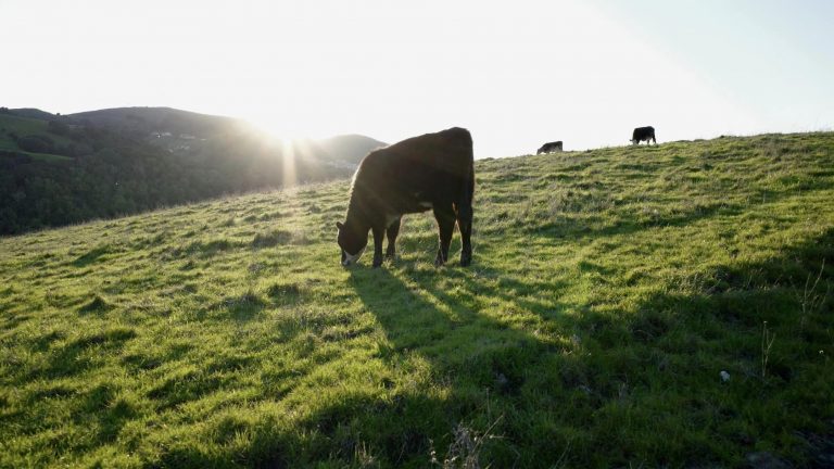 Bishop Ranch Regional Preserve