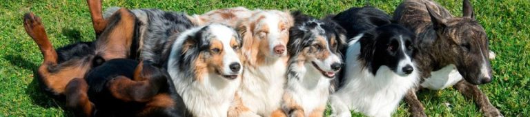 A vibrant dog park bathed in sunlight features abundant greenery with mature trees, offering ample shade for leisurely outdoor activities. In the distance is a well-equipped playground that presents an additional activity area. An inviting picnic table spreads out nearby, ideal for enjoying meals al fresco or taking relaxing breaks from play. A neatly-placed trash bin aids in maintaining the park's cleanliness for everyone's enjoyment. Dominating the scene is a generously wide dirt path gracefully curving through the expanse of grass, promising exploratory walks and lively fetch games.