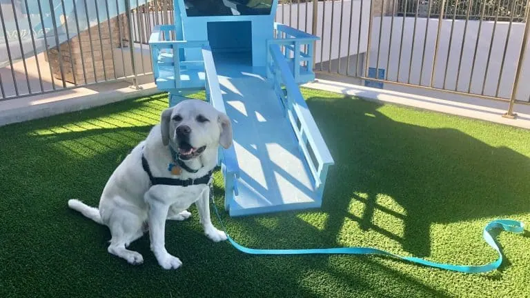 Huntington Beach: Surf City, sunsets & sandy paws