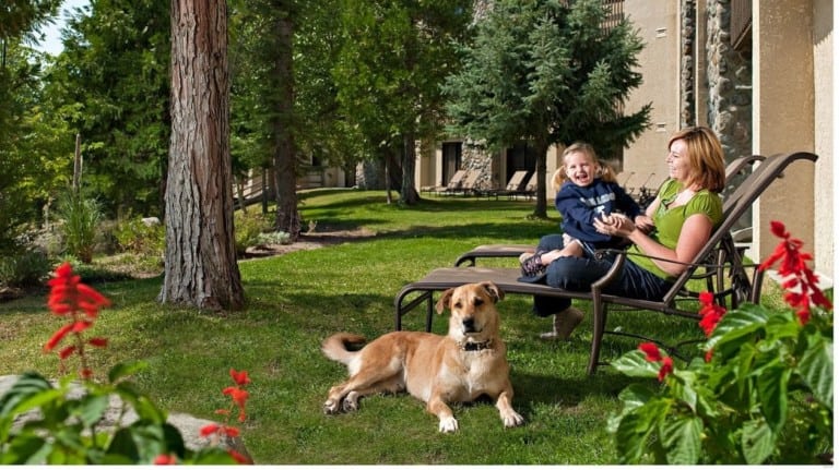 A vibrant dog park bathed in sunlight features abundant greenery with mature trees, offering ample shade for leisurely outdoor activities. In the distance is a well-equipped playground that presents an additional activity area. An inviting picnic table spreads out nearby, ideal for enjoying meals al fresco or taking relaxing breaks from play. A neatly-placed trash bin aids in maintaining the park's cleanliness for everyone's enjoyment. Dominating the scene is a generously wide dirt path gracefully curving through the expanse of grass, promising exploratory walks and lively fetch games.