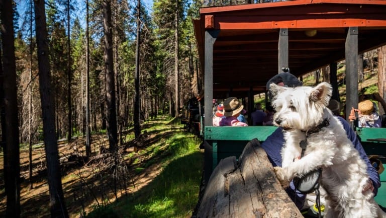 Yosemite Mountain Sugar Pine Railroad