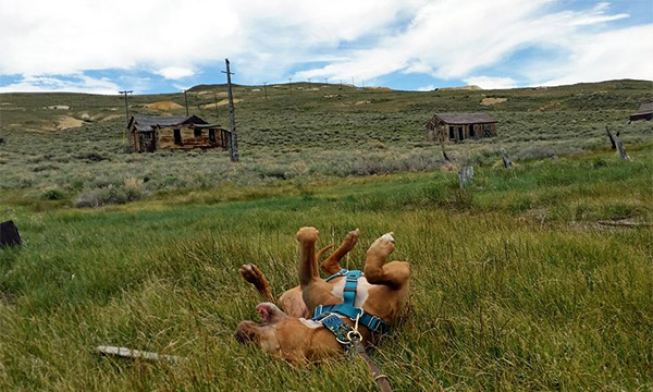 Bodie State Historic Park