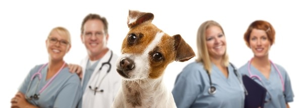 Spaying or neutering your dog