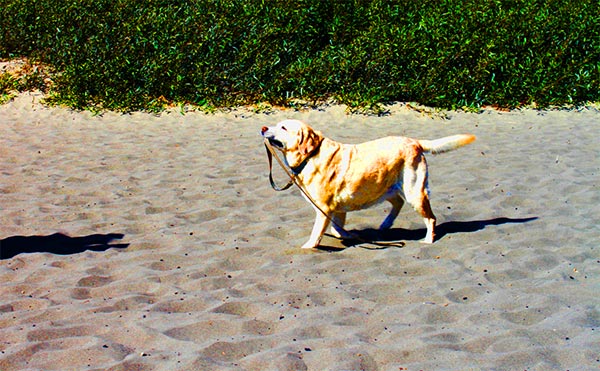 A vibrant dog park bathed in sunlight features abundant greenery with mature trees, offering ample shade for leisurely outdoor activities. In the distance is a well-equipped playground that presents an additional activity area. An inviting picnic table spreads out nearby, ideal for enjoying meals al fresco or taking relaxing breaks from play. A neatly-placed trash bin aids in maintaining the park's cleanliness for everyone's enjoyment. Dominating the scene is a generously wide dirt path gracefully curving through the expanse of grass, promising exploratory walks and lively fetch games.