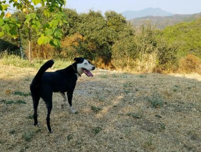A vibrant dog park bathed in sunlight features abundant greenery with mature trees, offering ample shade for leisurely outdoor activities. In the distance is a well-equipped playground that presents an additional activity area. An inviting picnic table spreads out nearby, ideal for enjoying meals al fresco or taking relaxing breaks from play. A neatly-placed trash bin aids in maintaining the park's cleanliness for everyone's enjoyment. Dominating the scene is a generously wide dirt path gracefully curving through the expanse of grass, promising exploratory walks and lively fetch games.