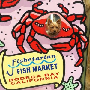 A vibrant dog park bathed in sunlight features abundant greenery with mature trees, offering ample shade for leisurely outdoor activities. In the distance is a well-equipped playground that presents an additional activity area. An inviting picnic table spreads out nearby, ideal for enjoying meals al fresco or taking relaxing breaks from play. A neatly-placed trash bin aids in maintaining the park's cleanliness for everyone's enjoyment. Dominating the scene is a generously wide dirt path gracefully curving through the expanse of grass, promising exploratory walks and lively fetch games.