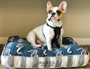 A vibrant dog park bathed in sunlight features abundant greenery with mature trees, offering ample shade for leisurely outdoor activities. In the distance is a well-equipped playground that presents an additional activity area. An inviting picnic table spreads out nearby, ideal for enjoying meals al fresco or taking relaxing breaks from play. A neatly-placed trash bin aids in maintaining the park's cleanliness for everyone's enjoyment. Dominating the scene is a generously wide dirt path gracefully curving through the expanse of grass, promising exploratory walks and lively fetch games.