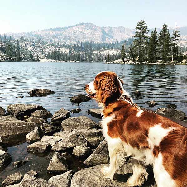 Curl up off-season in a dog-friendly cabin