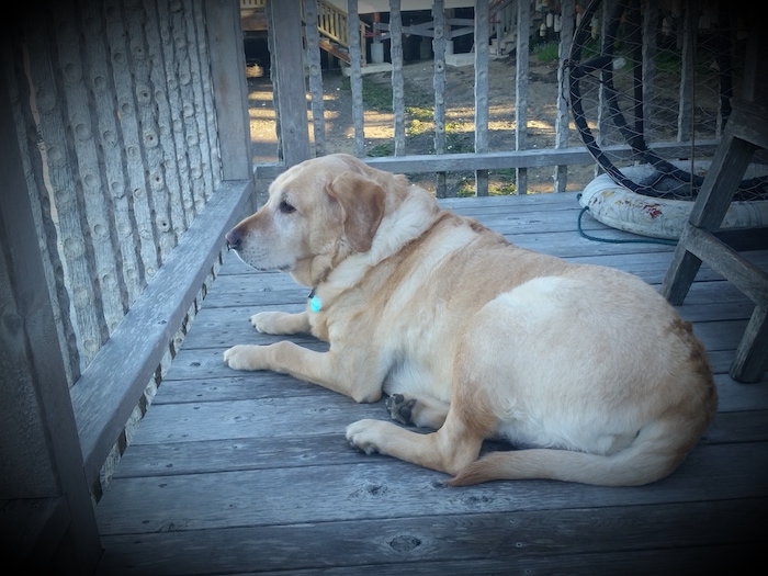 Maiya’s stay in Ruthie’s cabin at Nick’s Cove