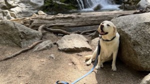 A vibrant dog park bathed in sunlight features abundant greenery with mature trees, offering ample shade for leisurely outdoor activities. In the distance is a well-equipped playground that presents an additional activity area. An inviting picnic table spreads out nearby, ideal for enjoying meals al fresco or taking relaxing breaks from play. A neatly-placed trash bin aids in maintaining the park's cleanliness for everyone's enjoyment. Dominating the scene is a generously wide dirt path gracefully curving through the expanse of grass, promising exploratory walks and lively fetch games.