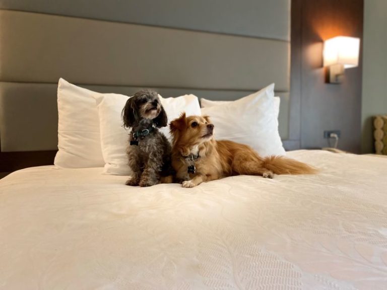 Sit and stay: Dog-friendly hotels and RV parks in Gilroy, CA