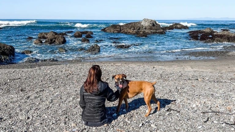 A vibrant dog park bathed in sunlight features abundant greenery with mature trees, offering ample shade for leisurely outdoor activities. In the distance is a well-equipped playground that presents an additional activity area. An inviting picnic table spreads out nearby, ideal for enjoying meals al fresco or taking relaxing breaks from play. A neatly-placed trash bin aids in maintaining the park's cleanliness for everyone's enjoyment. Dominating the scene is a generously wide dirt path gracefully curving through the expanse of grass, promising exploratory walks and lively fetch games.