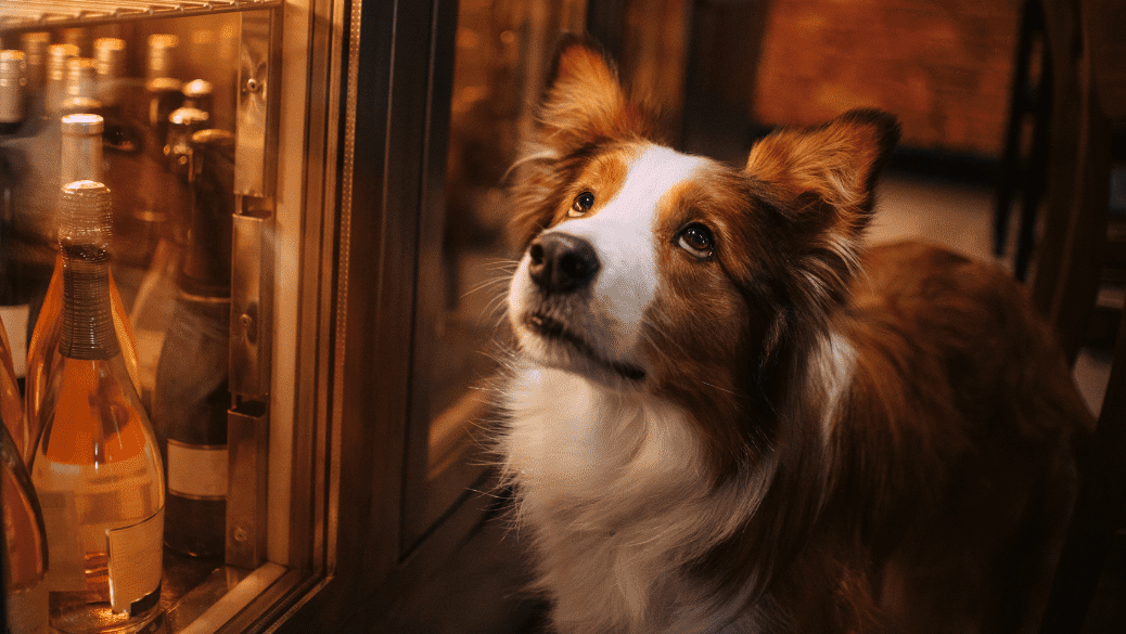 A vibrant dog park bathed in sunlight features abundant greenery with mature trees, offering ample shade for leisurely outdoor activities. In the distance is a well-equipped playground that presents an additional activity area. An inviting picnic table spreads out nearby, ideal for enjoying meals al fresco or taking relaxing breaks from play. A neatly-placed trash bin aids in maintaining the park's cleanliness for everyone's enjoyment. Dominating the scene is a generously wide dirt path gracefully curving through the expanse of grass, promising exploratory walks and lively fetch games.