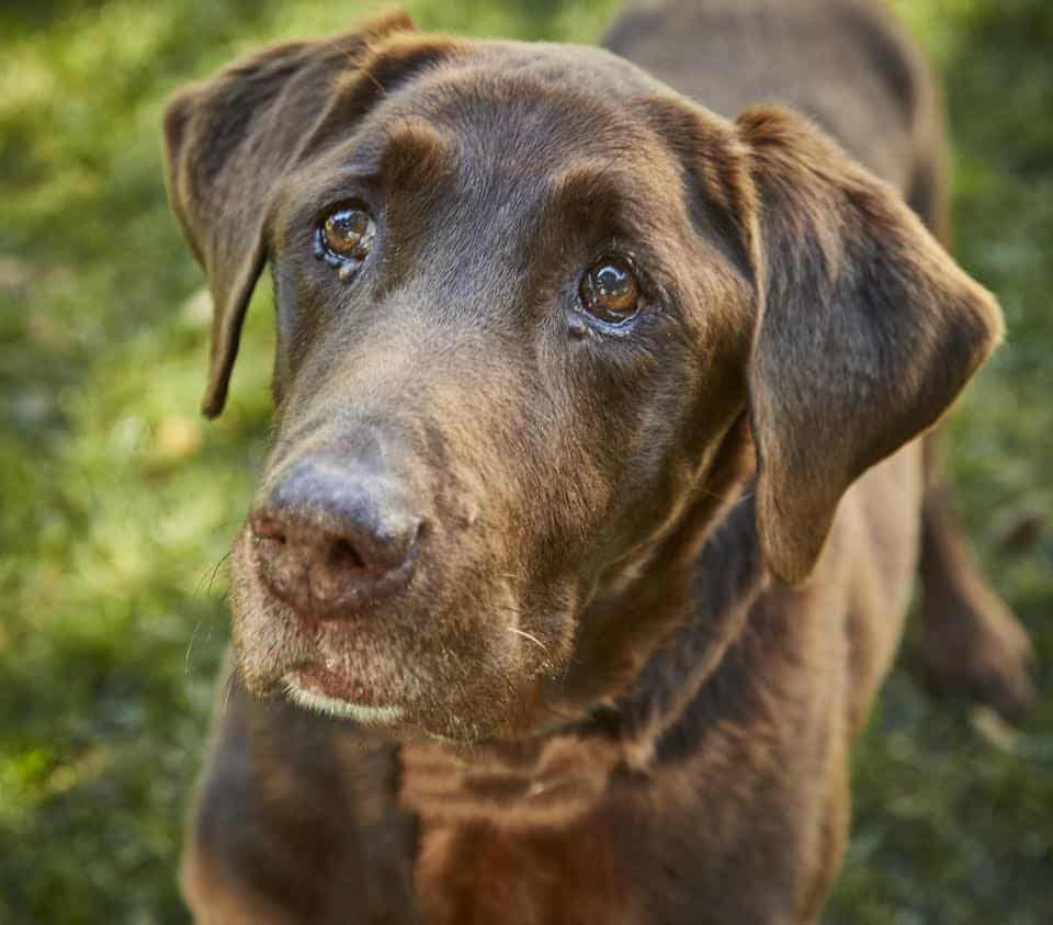 Dog named Bubba